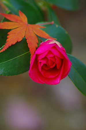 IMGP6128