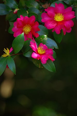 IMGP7065