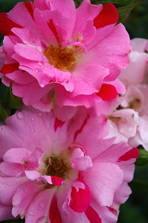 IMGP0497