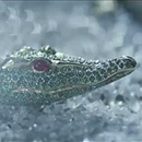 Cartier_19
