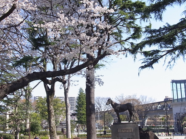 トキノミノル像と桜と 東京競馬場 写真共有サイト フォト蔵