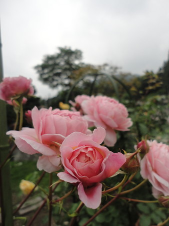 名残りの薔薇～