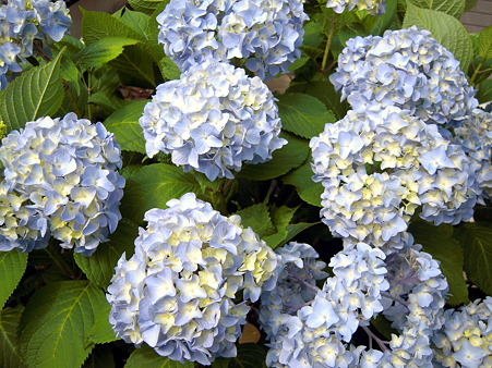 紫陽花