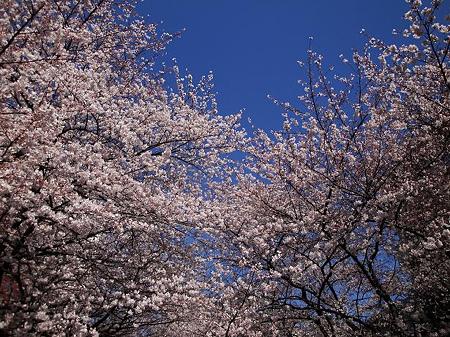 2012.4.7　目黒川の桜