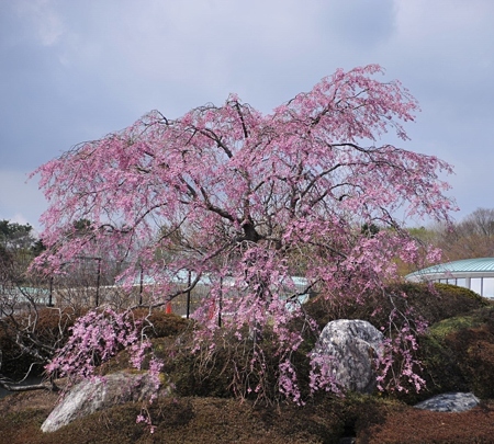 富士桜霊園6