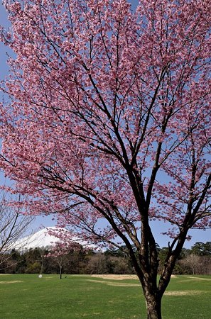 富士パインズパーク芝生広場1