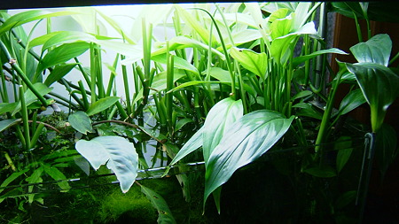 DSCF5012