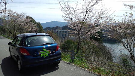 207早明浦ダム桜