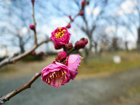 まだ早い舞鶴公園の梅(3)