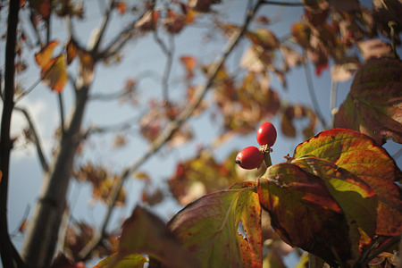 nex511101907