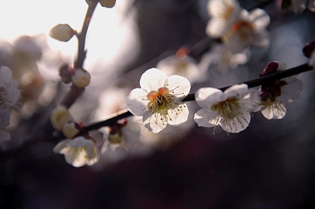 DSC_2909m