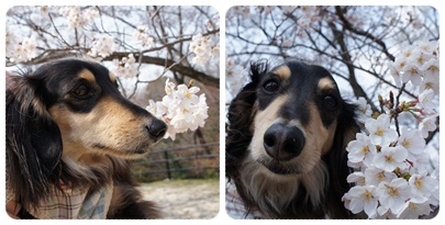 20120409 MAROと桜(若草山 頂上)