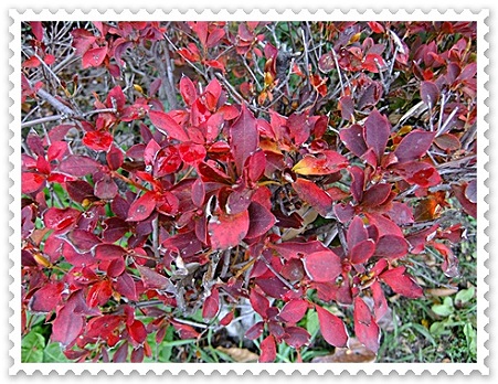 紅葉のドウダンツツジ