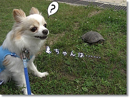 亀ちゃん?