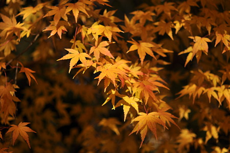 御栗栖神社の紅葉・5