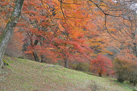 鳥見山公園・1