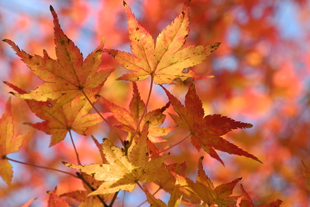 竜田川公園の紅葉-5