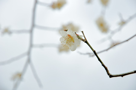 月ヶ瀬で梅撮影2012-5