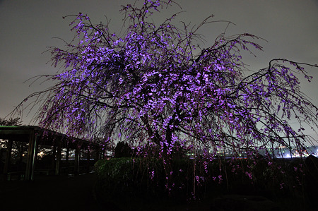 自力ライトアップで桜撮影・2