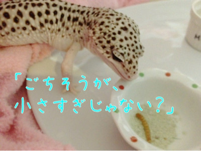 ごちそう?