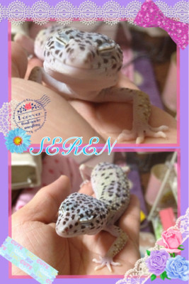 せれの和み顔v