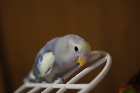DSC00928