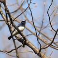 ２０２４－３－２９ルリビタキ、オオルリの青い鳥が同じ日に撮れました。