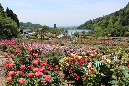 東沢バラ公園 (山形県村山市） - 趣味人 はやちゃんの日記