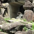 Photos: 東山動植物園_51：ドールシープ