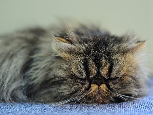 安らぎの表情で眠るネコ