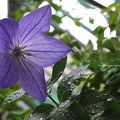 紫桔梗開花。2012.6